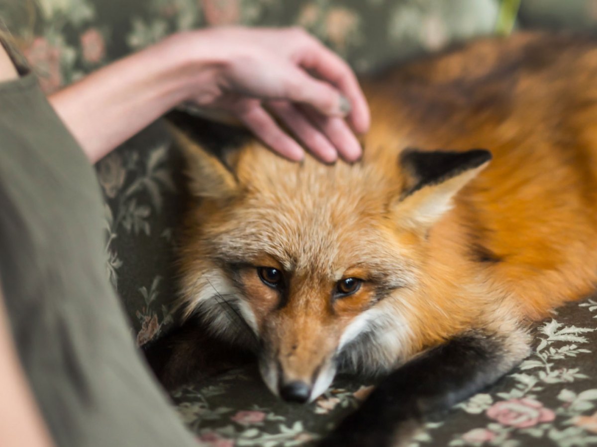 Frau streichelt einen Fuchs