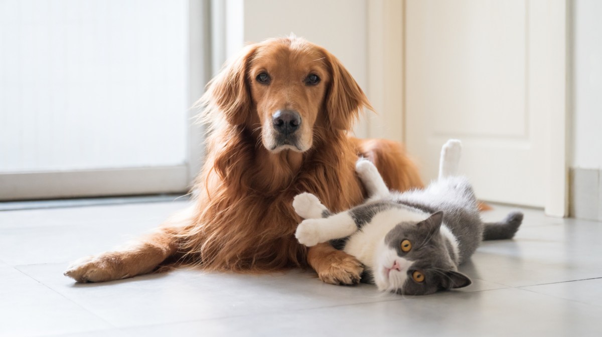 Hund und Katze, die auf dem Boden liegen und Richtung Kamera schauen