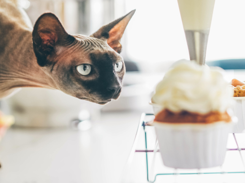 Frau dekoriert hausgemachten Cupcake mit Sahne und Katze beobachtet diesen Prozess.