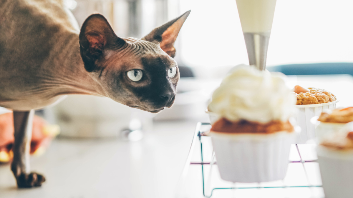 Frau dekoriert hausgemachten Cupcake mit Sahne und Katze beobachtet diesen Prozess.