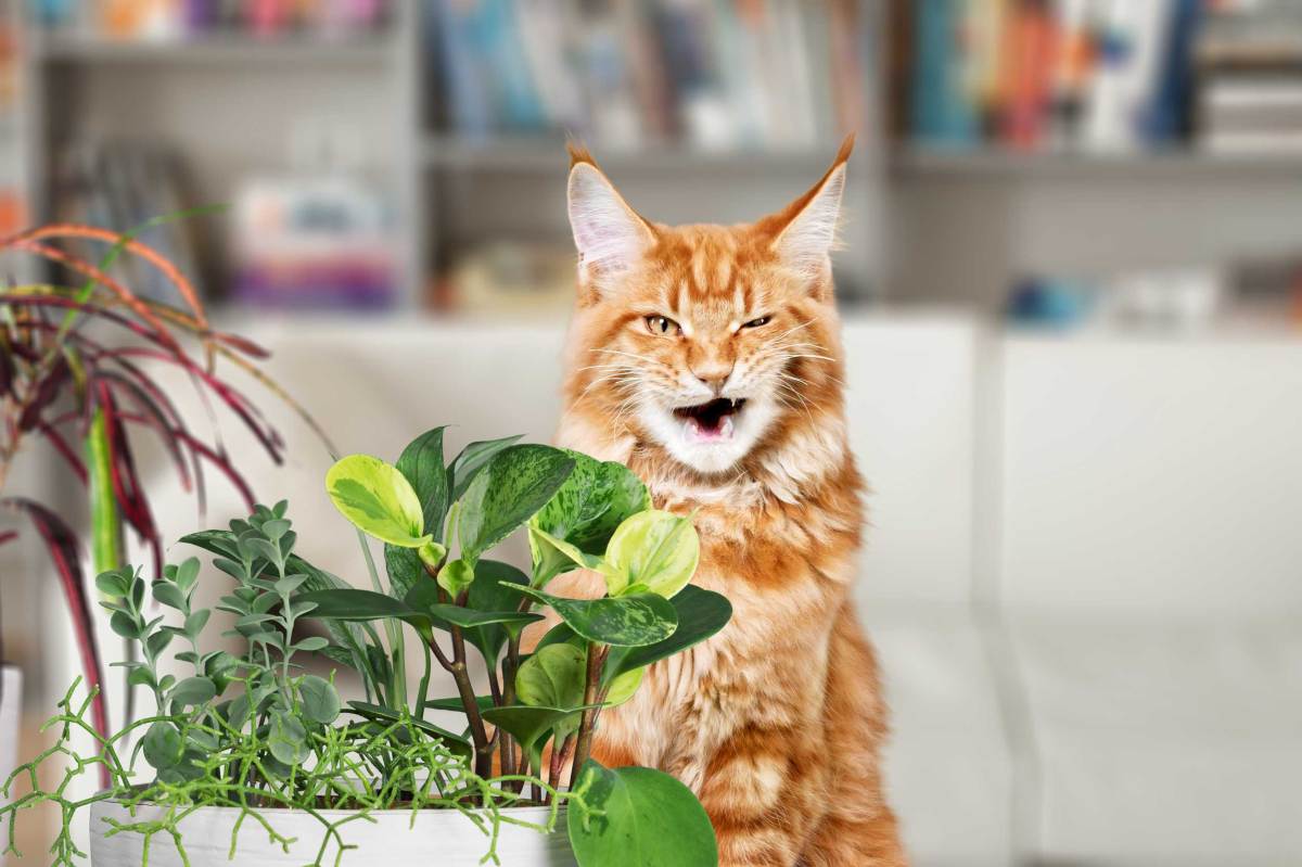 Niedliche Hauskatze schnüffelt an Zimmerpflanzen