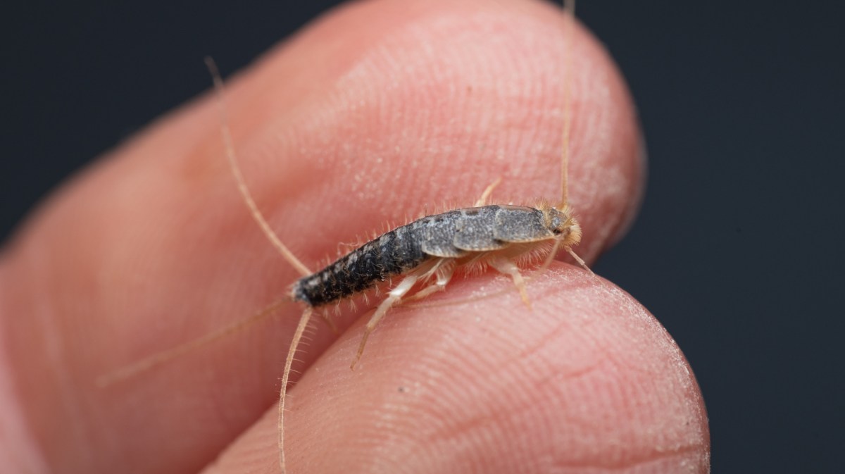 Silberfisch auf einem Finger