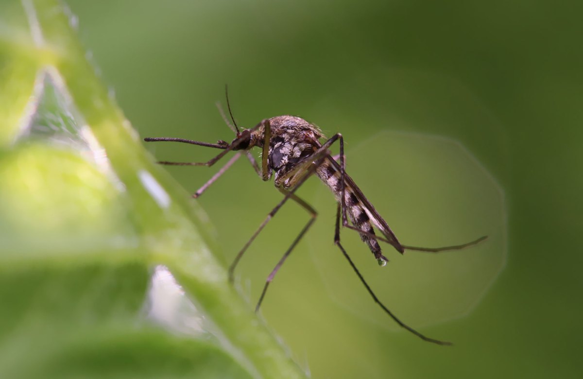 Pflanzen gegen Mücken: Stechmücke auf Pflanze
