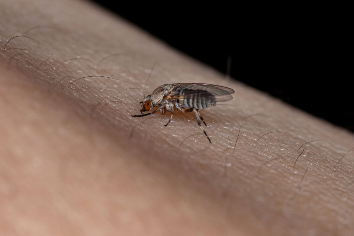Kriebelmücken-Biss: Kriebelmücke auf der Haut