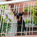 Schwarz-brauner Hund bellt aufgeregt hinter weißem Balkongitter, umgeben von blühenden Pflanzen.