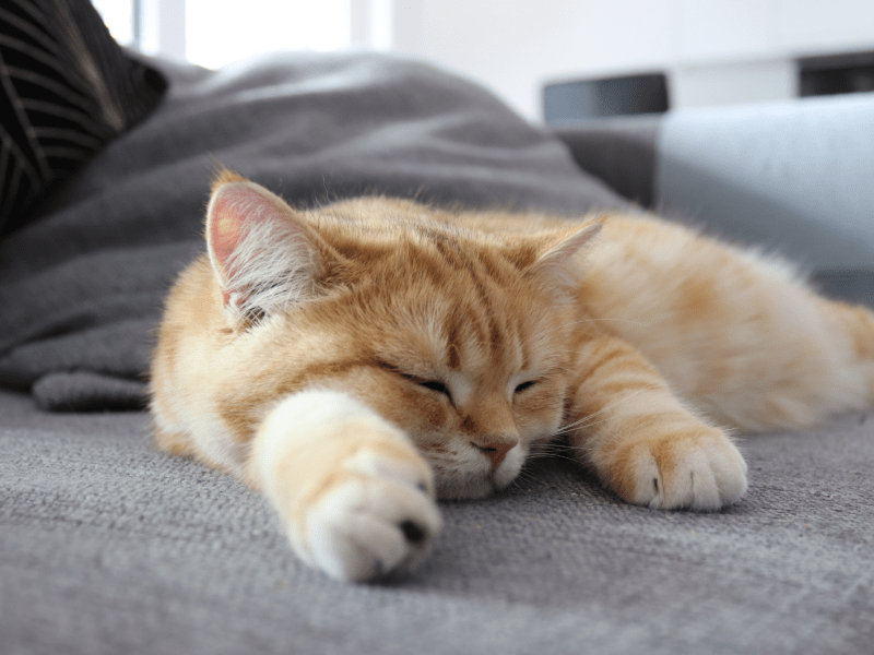 Entspannte rote British Shorthair Katze schläft auf grauem Sofa in der Wohnung