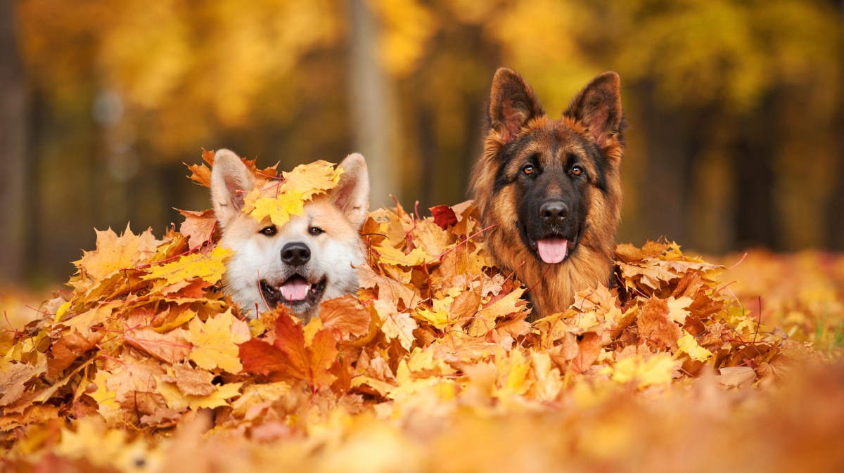 Zwei Hunde im Herbstlaub