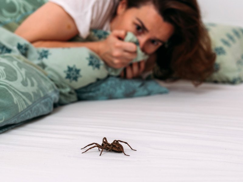 Eine Spinne auf einem Bett, im Hintergrund eine ängstliche Frau, die sich die Hand vor den Mund hält