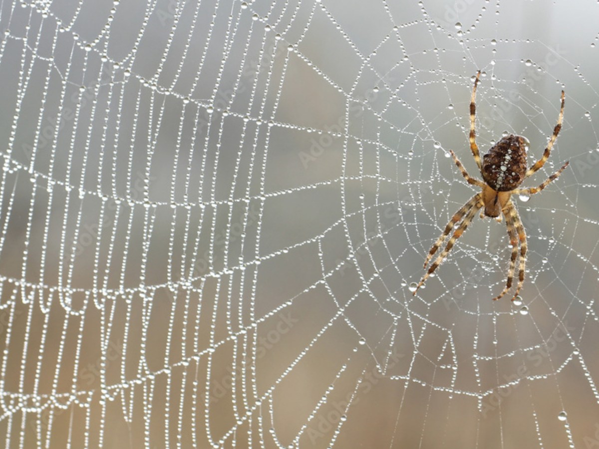 Spinne in einem Netz.