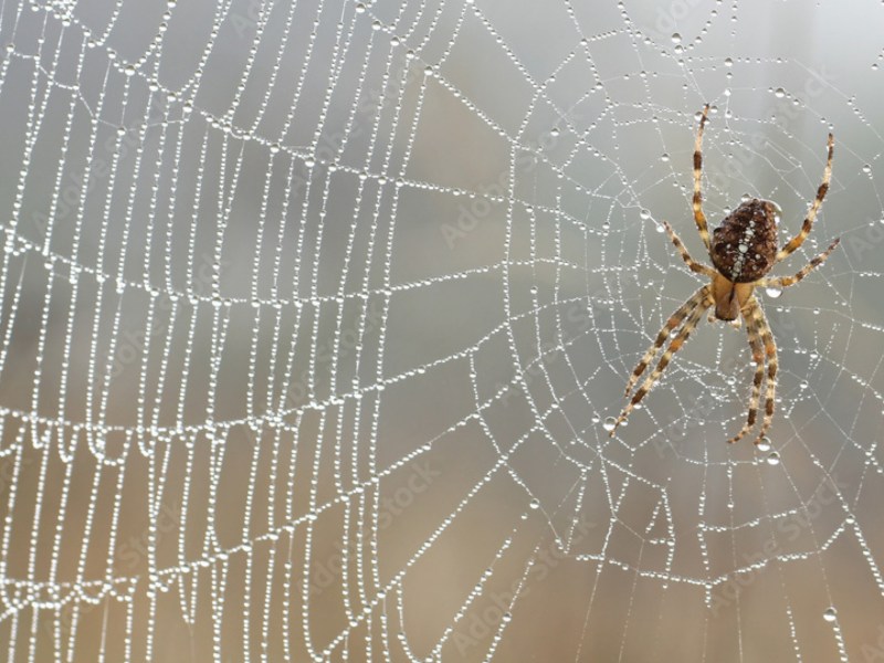 Spinne in einem Netz.
