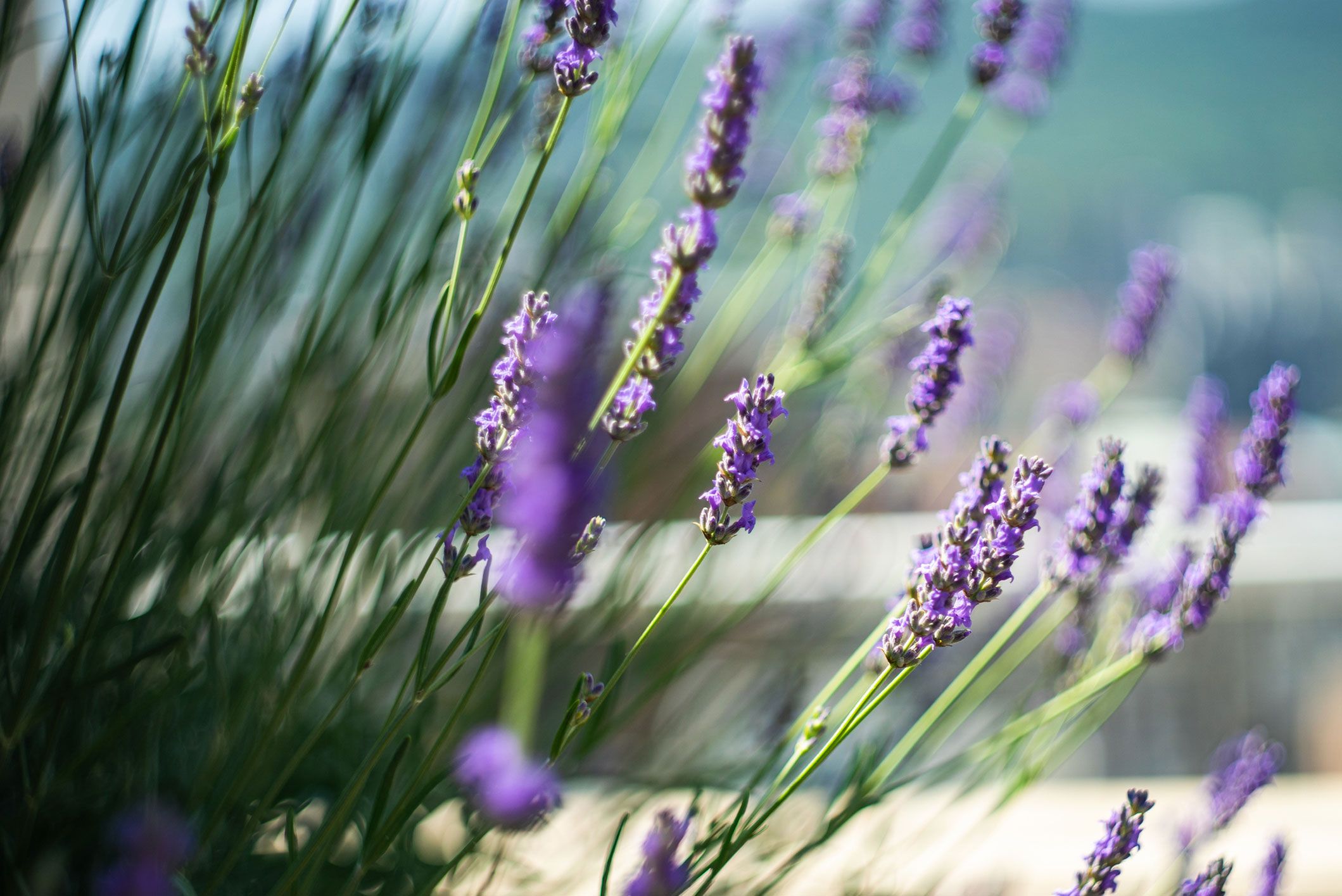 Winterharte Balkonpflanze: Lavendel