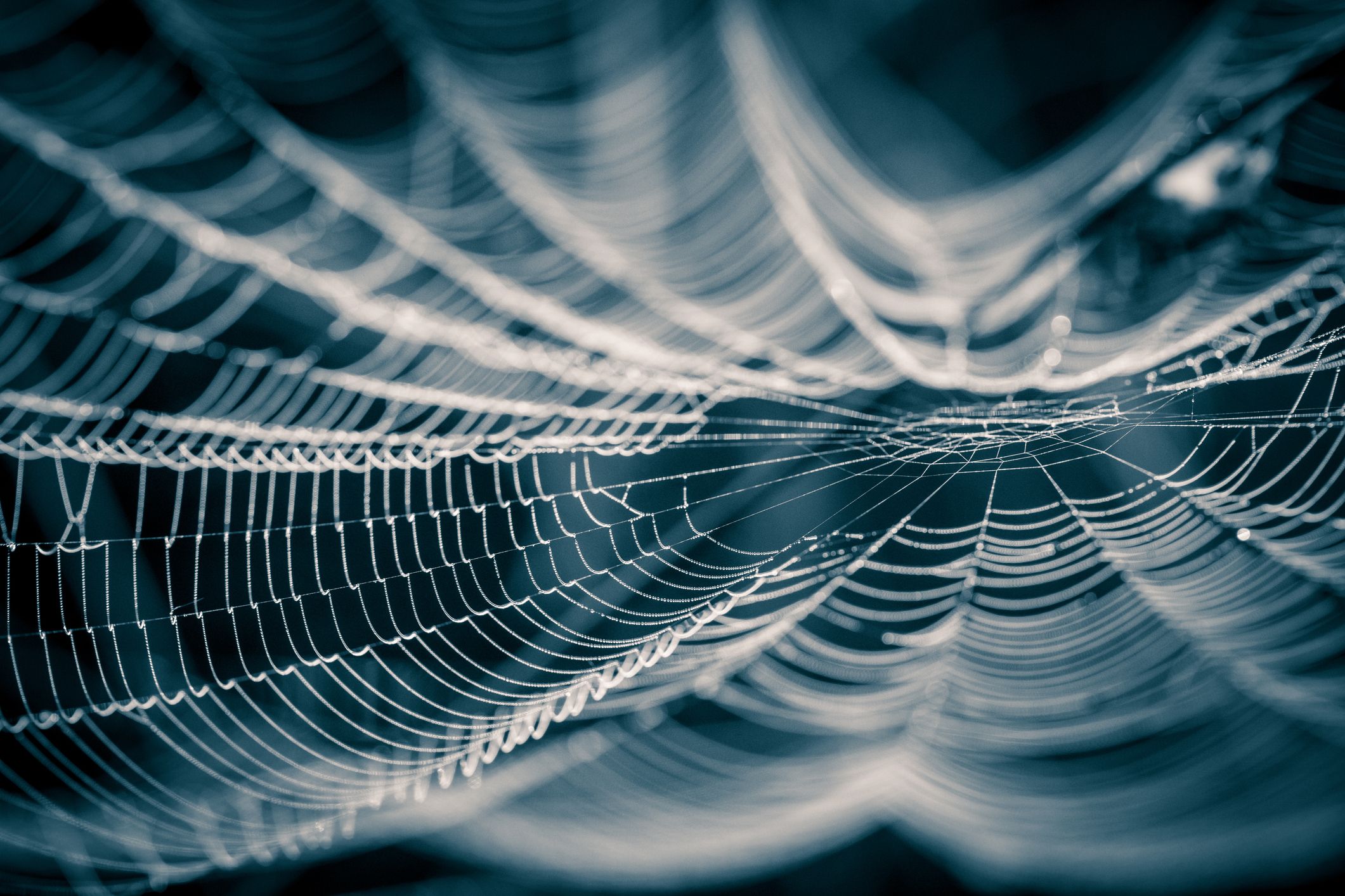 Traumdeutung Spinne: Darum träumt man vom Spinnennetz
