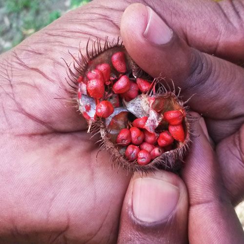 Annatto-Frucht