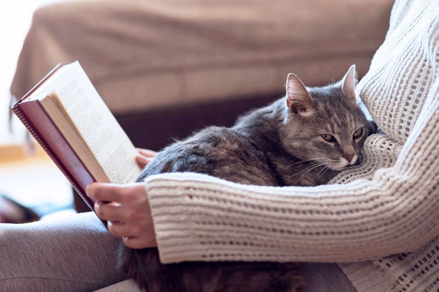 Weibliche Person mit Katze auf dem Schoß liest ein Buch