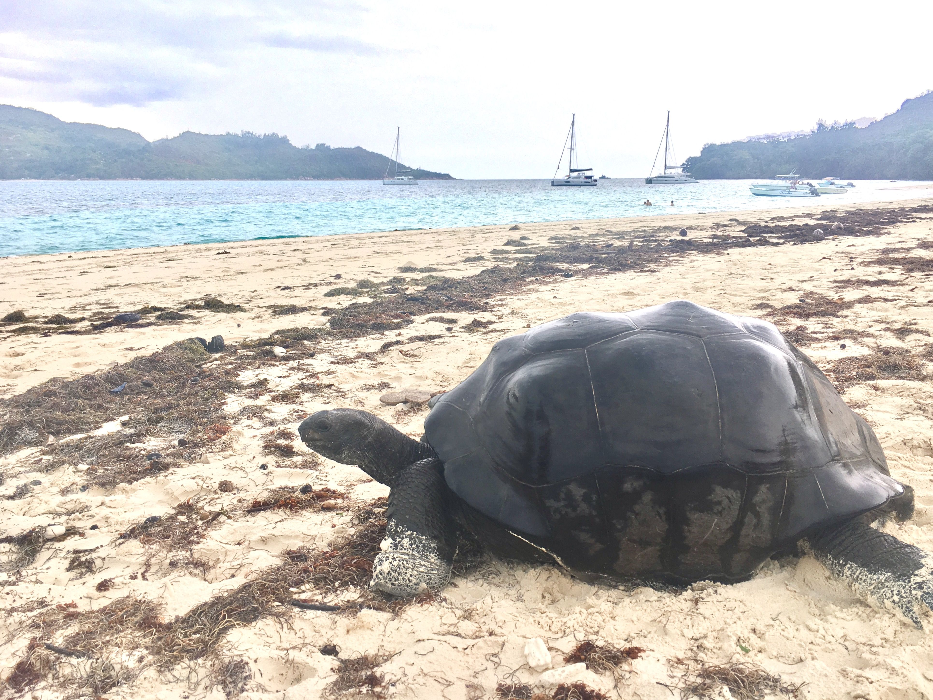Riesenschildkröte auf den Seychellen