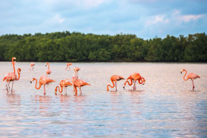 Flamingos Rio Lagartos Yucatan Reisetipps