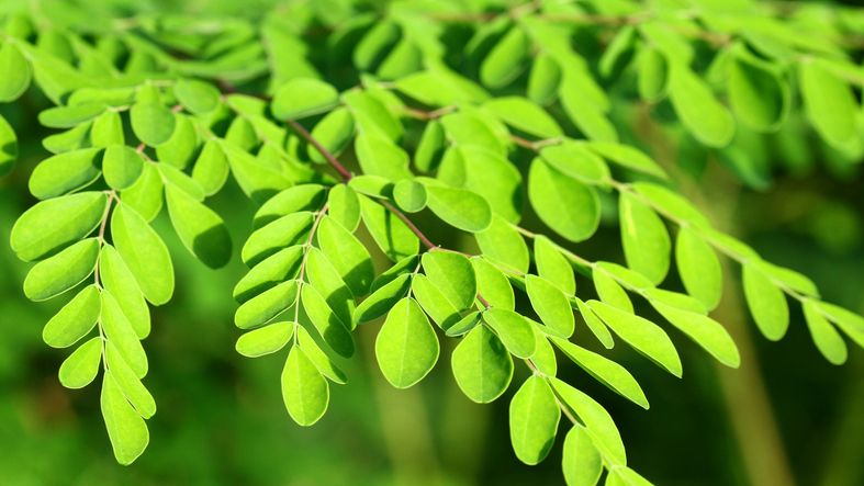 Moringa-Pulver wird aus getrockneten Blättern gewonnen