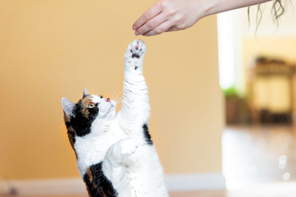 Tipps für glückliche Katzen: Für Beschäftigung und Bewegung der Katze sorgen