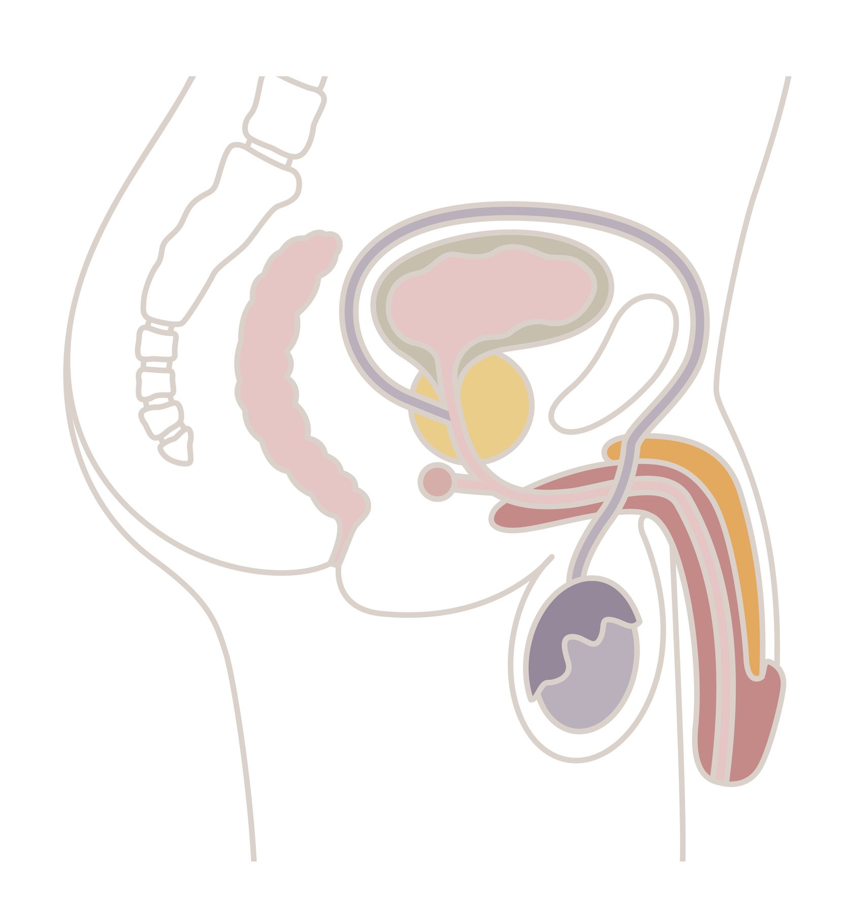 Die Prostata liegt unterhalb der Harnblase bzw. umschließt die Harnröhre.