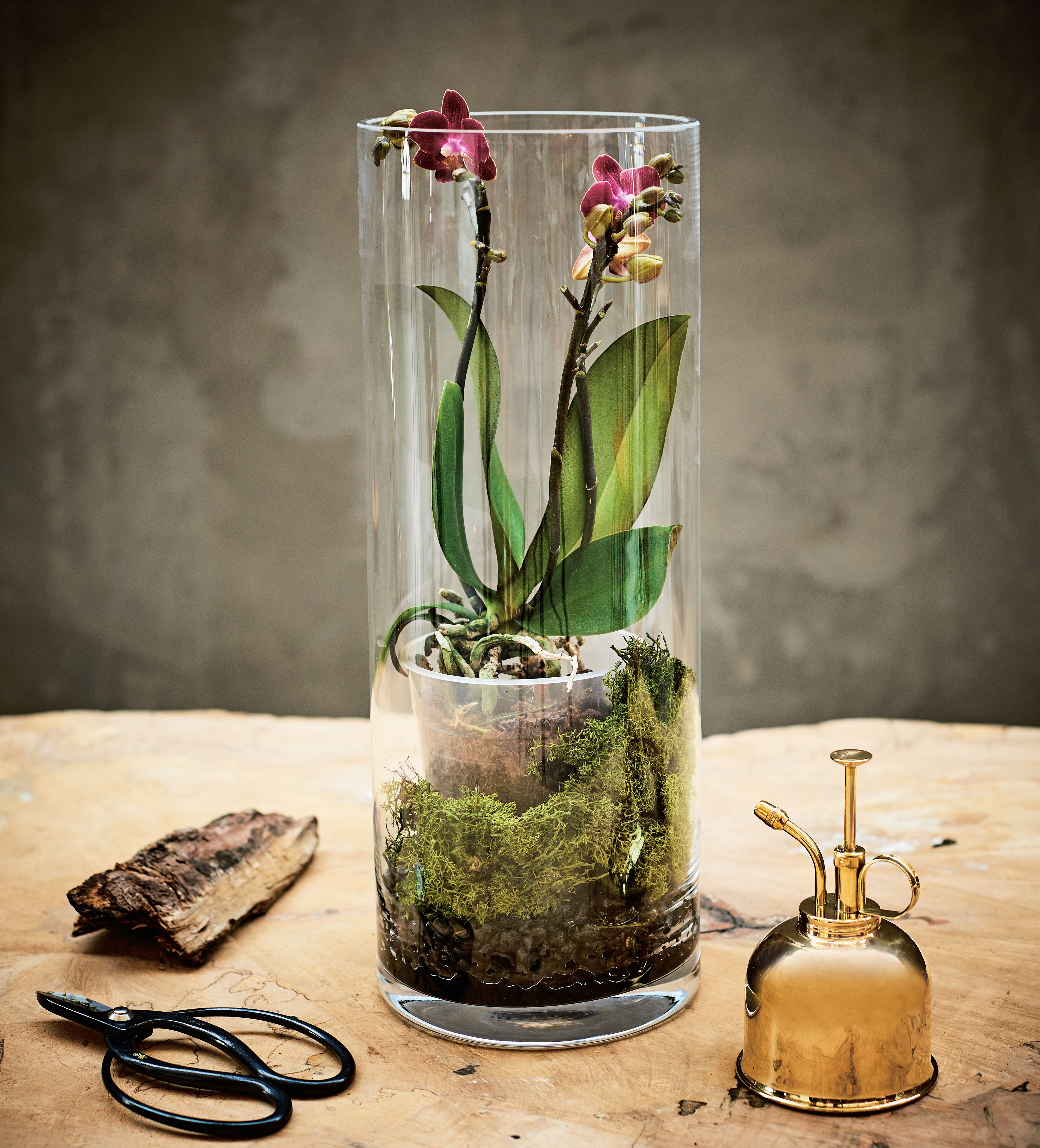 Orchidee im Glas anlegen