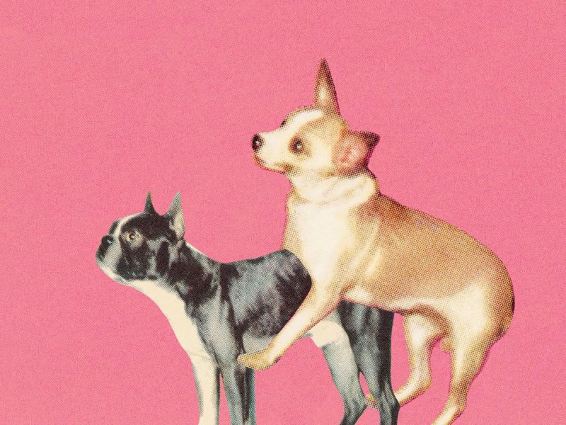 Doggy Style: Das macht die Sexstellung so besonders