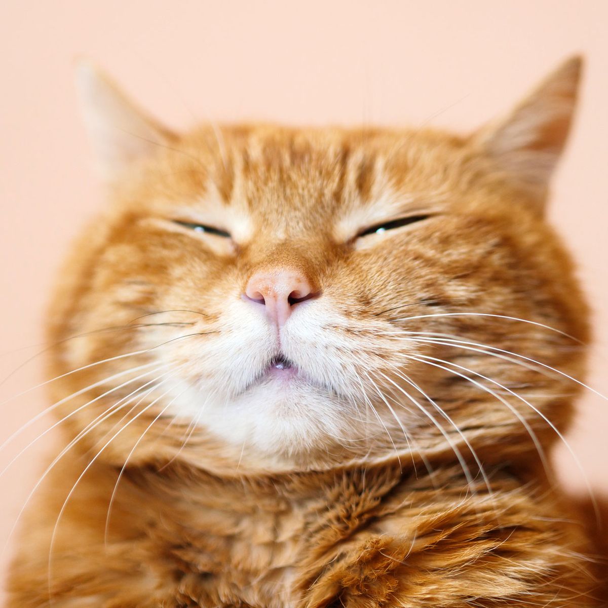 Katzenschnupfen: Symptome, Behandlung und was WIRKLICH hilft