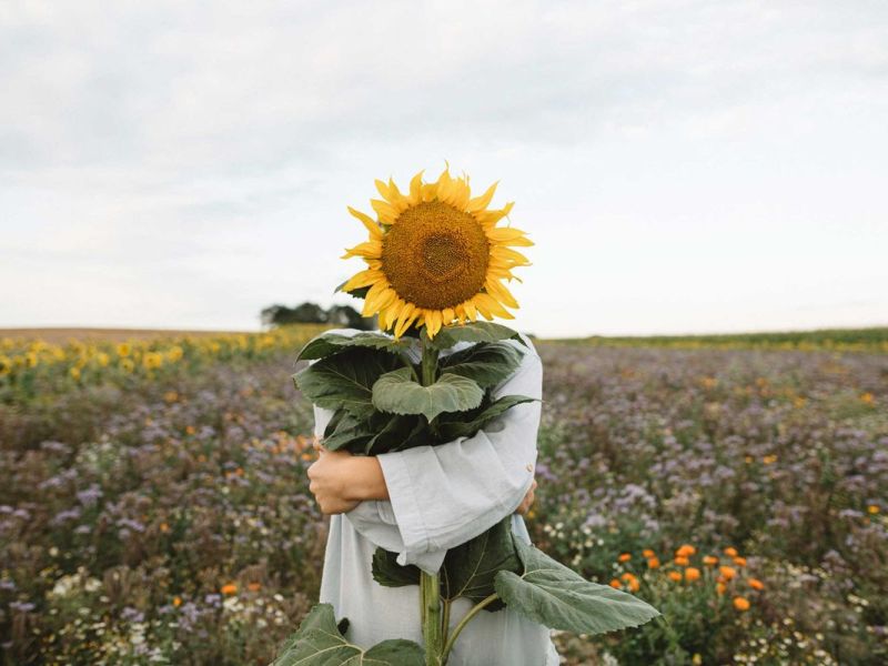 Person steht hinter Sonnenblume auf Feld