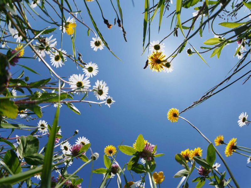 Mähfreier Mai: Klee, Löwenzahn & Co. liefern Insekten Futter