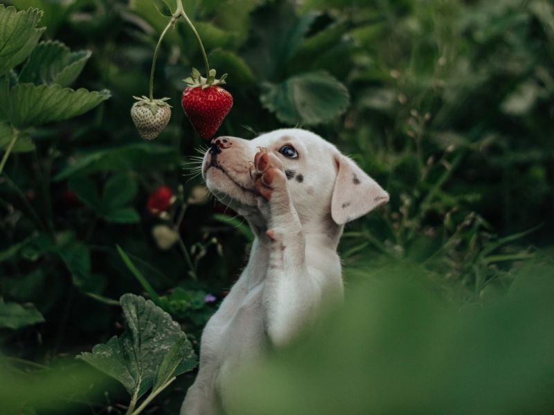 Dürfen Hunde Erdbeeren fressen?