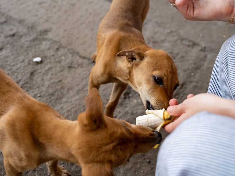 Dürfen Hunde Bananen essen?