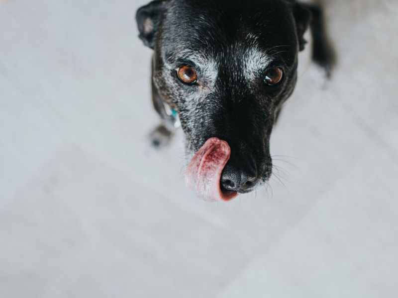 Dürfen Hunde Spargel essen?