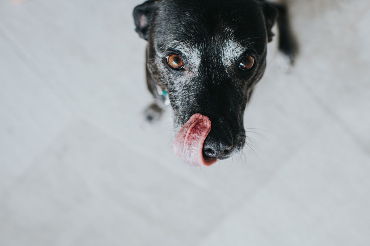 Dürfen Hunde Spargel essen?