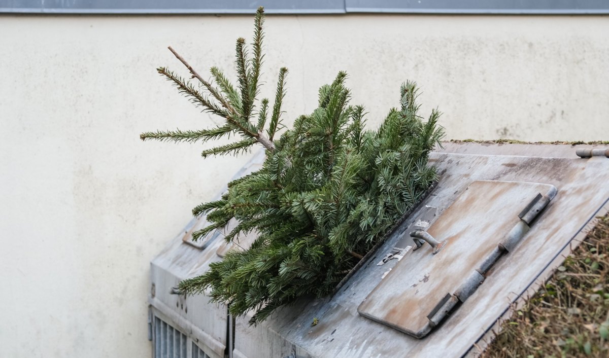 Weihnachtsbaum steckt in einer Mülltonne