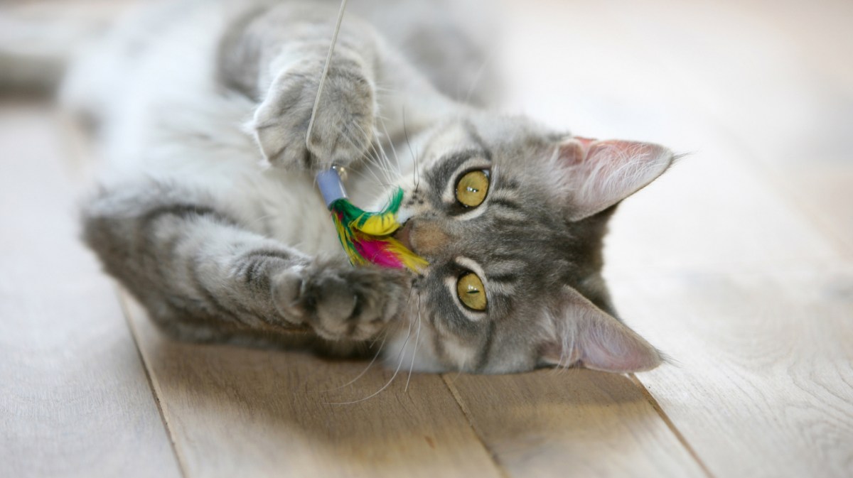 Graue Katze spielt mit Spielangel.