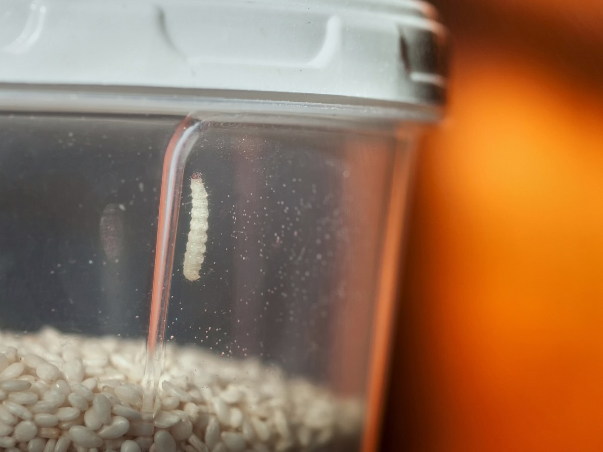 Larve einer Lebensmittelmotte in Container mit Körnern.