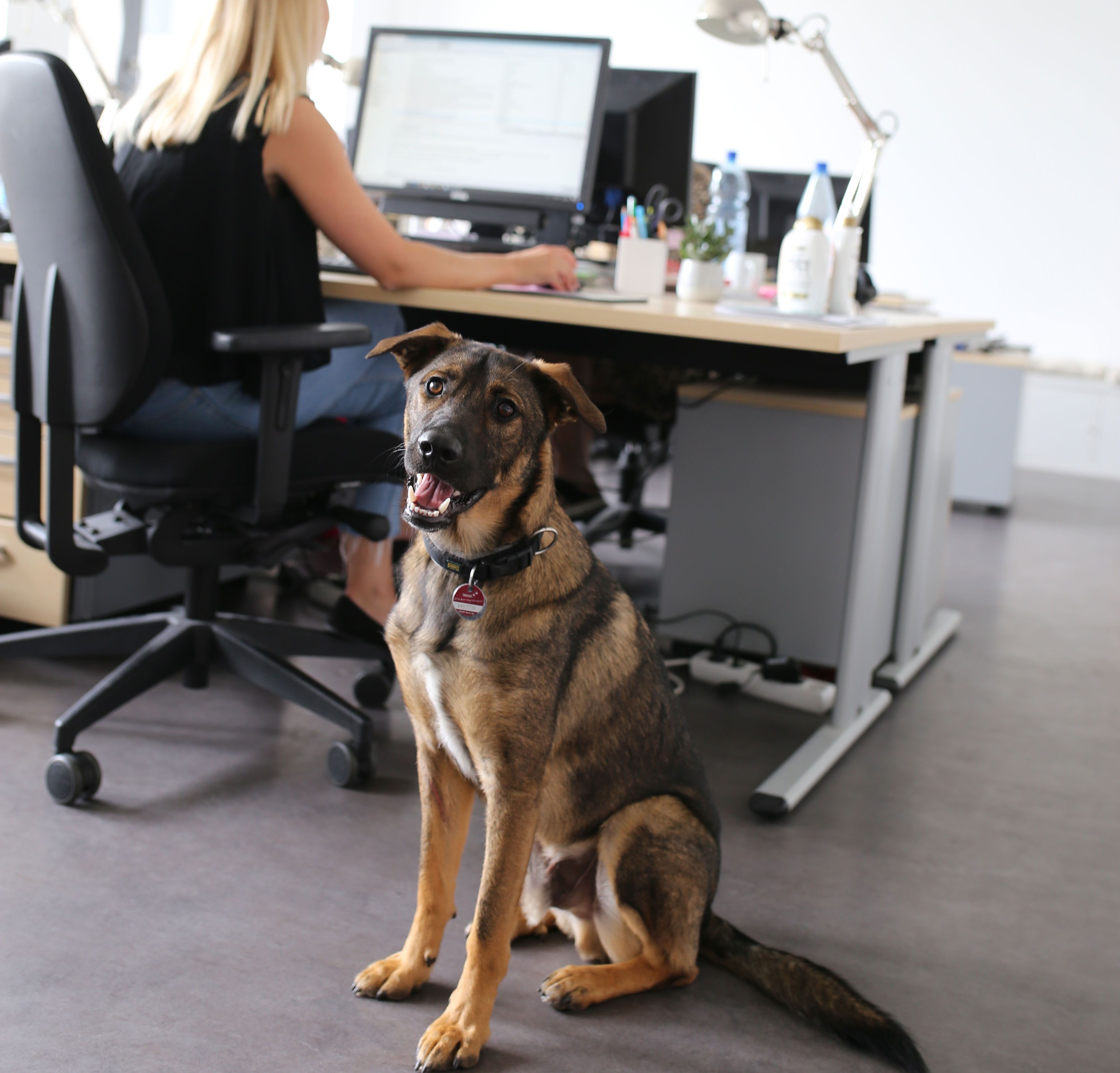 Bürohund Milo bei der Arbeit