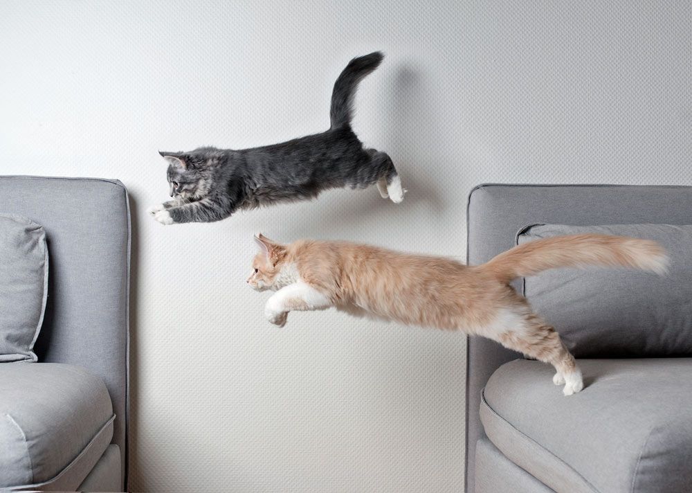 Katzen zusammenführen: Die passende Zweitkatze finden