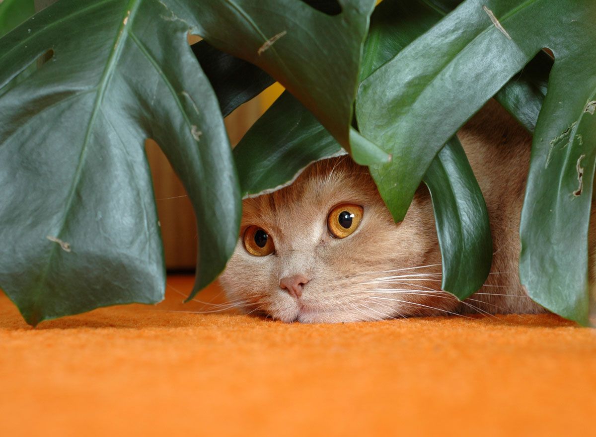 Giftige Pflanzen für Katzen erkennen