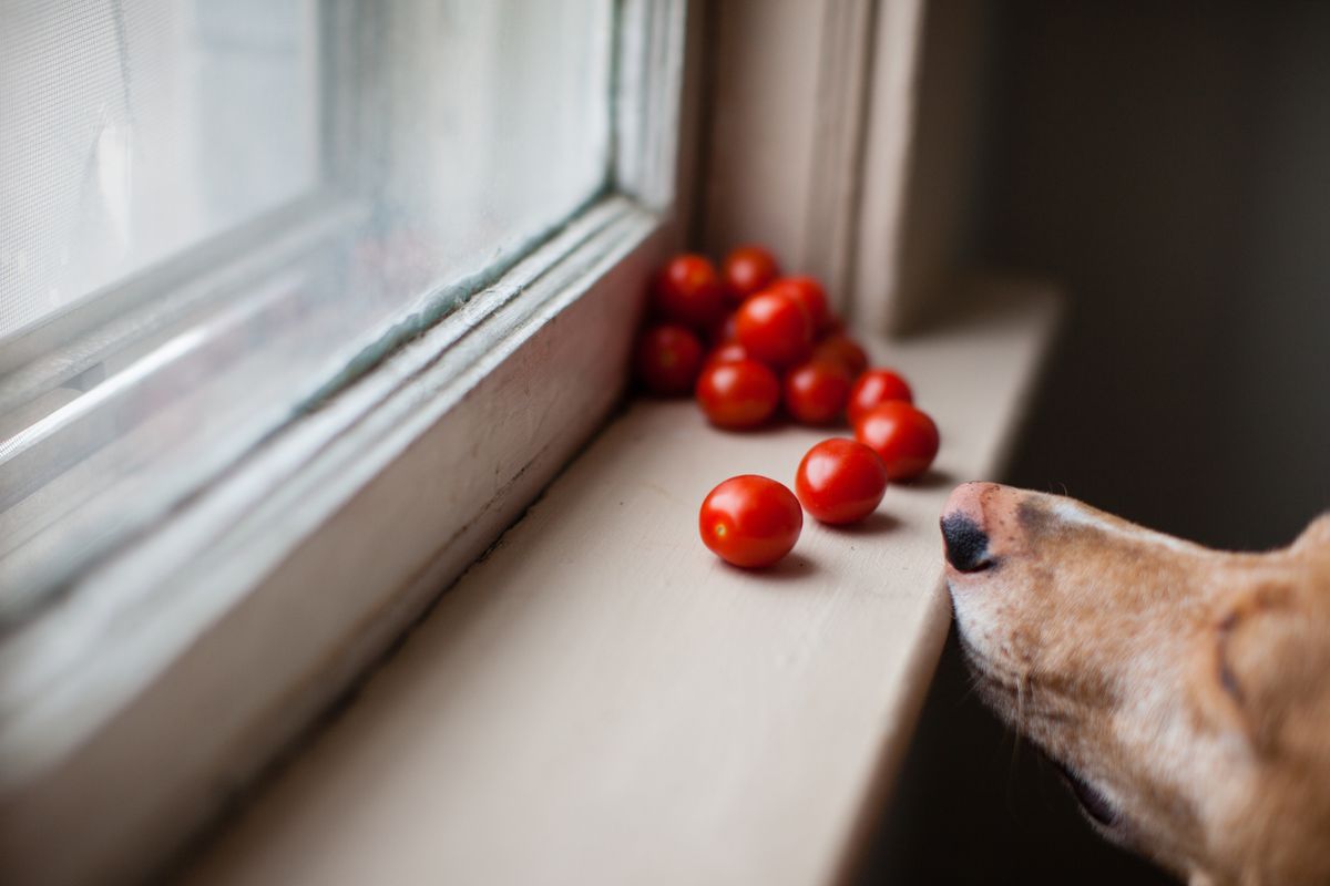 Dürfen Hunde gefahrlos Tomaten fressen?