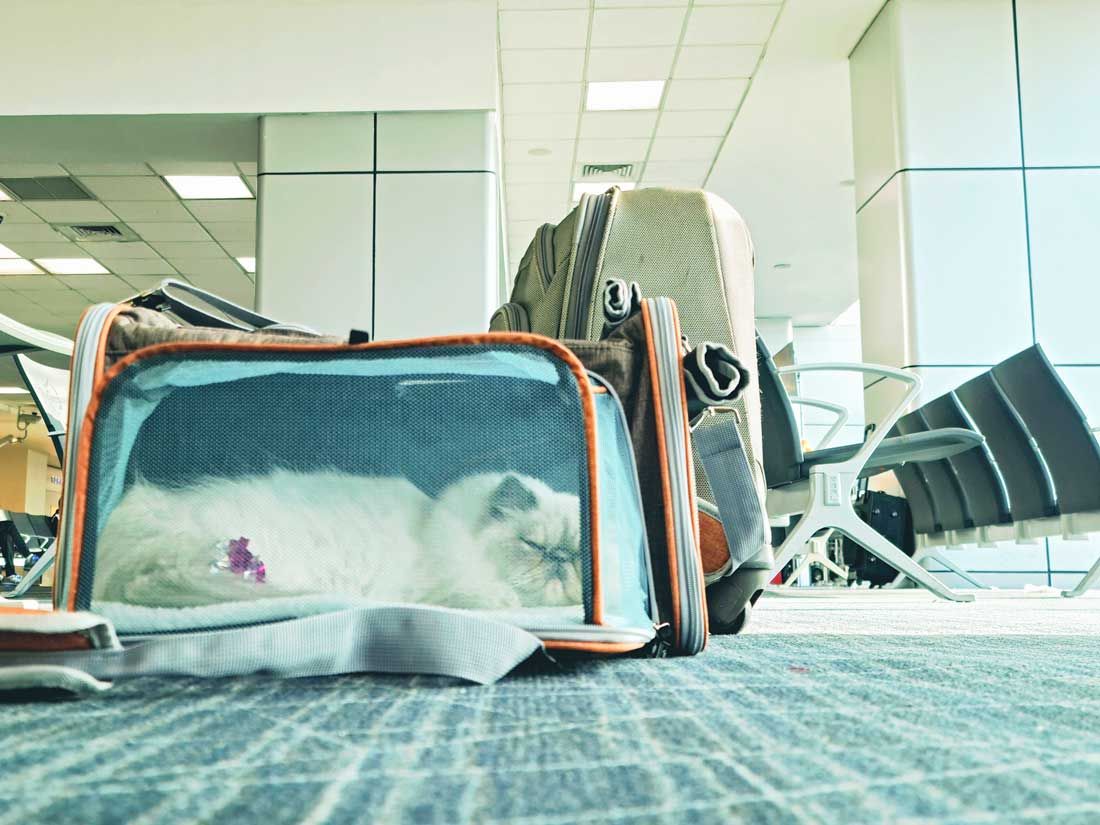 Katzen sollten im Flugzeug sicher transportiert werden