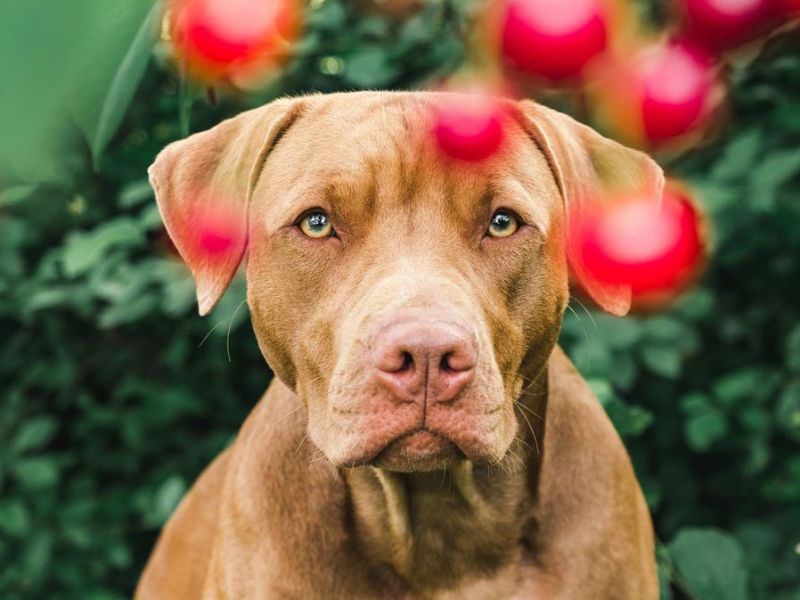 Dürfen Hunde Kirschen fressen?