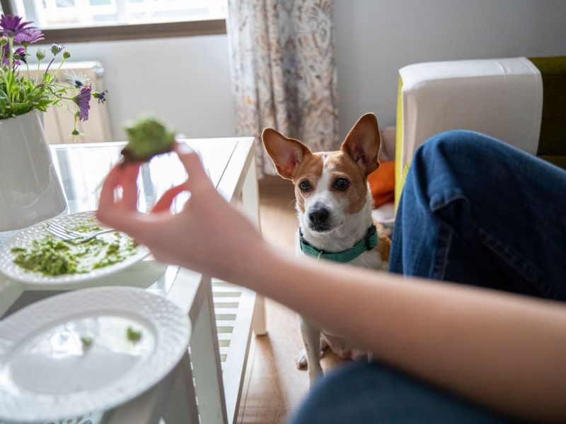 Dürfen Hunde Avocado essen?