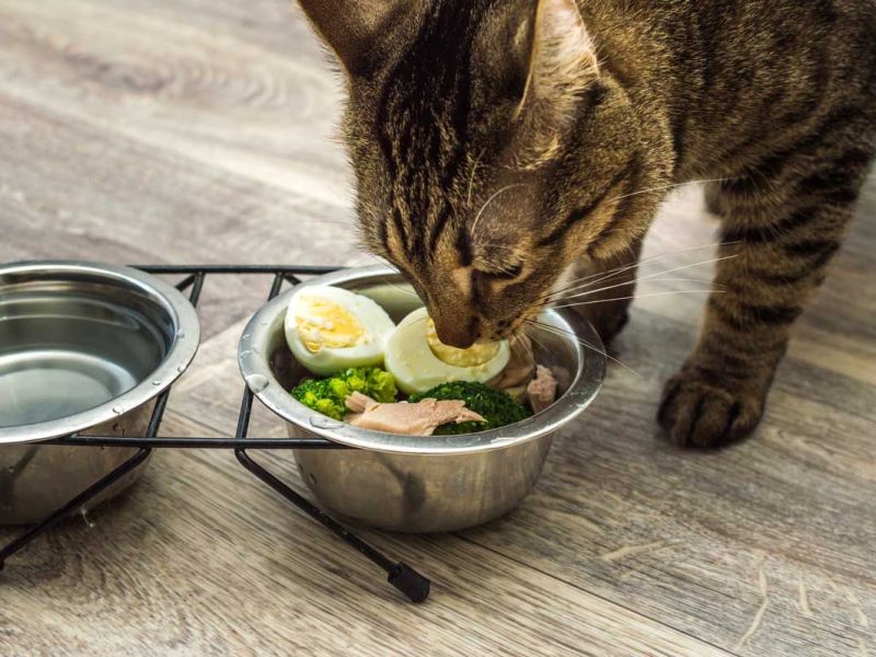 Katze frisst gekochtes Ei