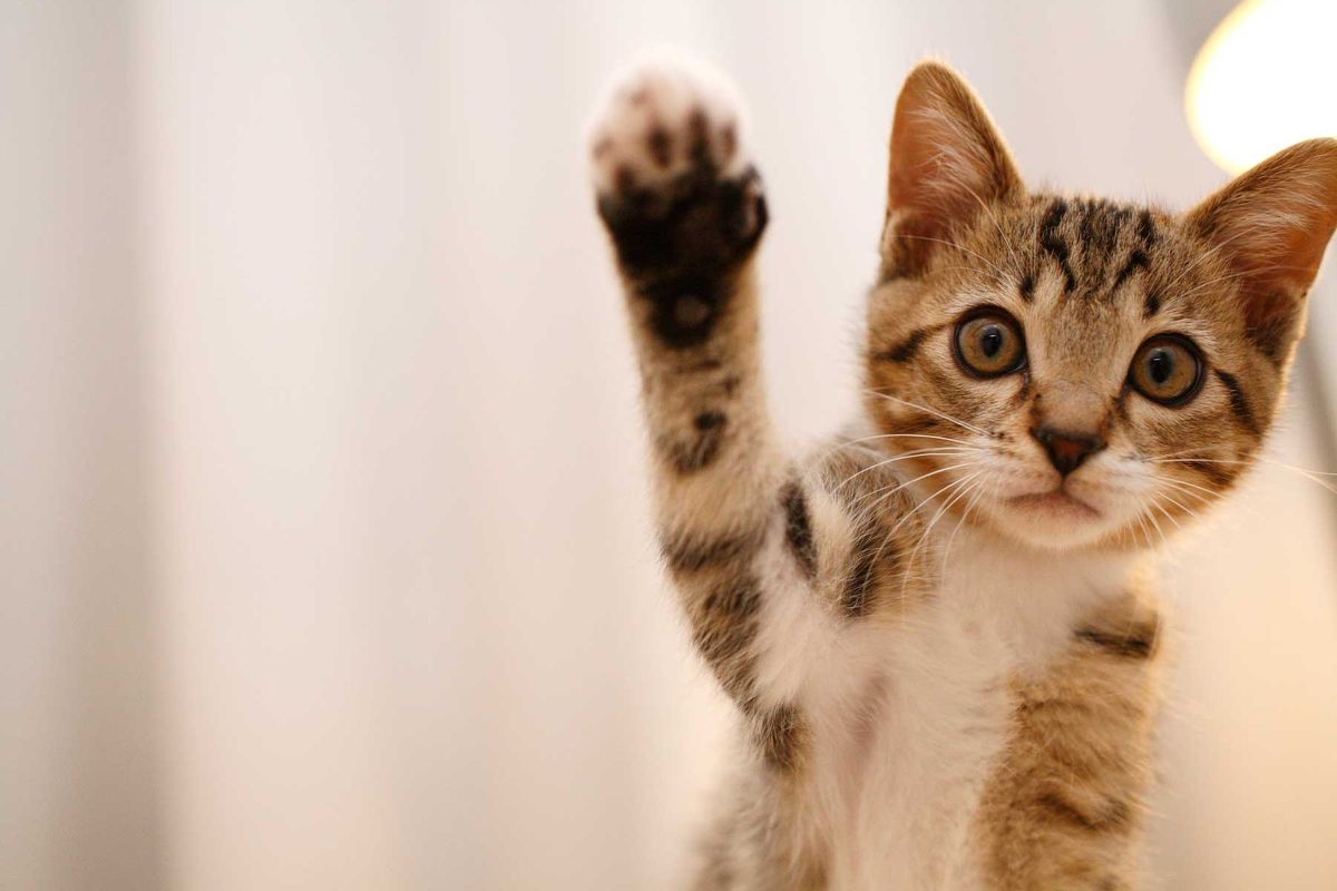 Welche Hausmittel helfen, um Katzenurin zu entfernen?