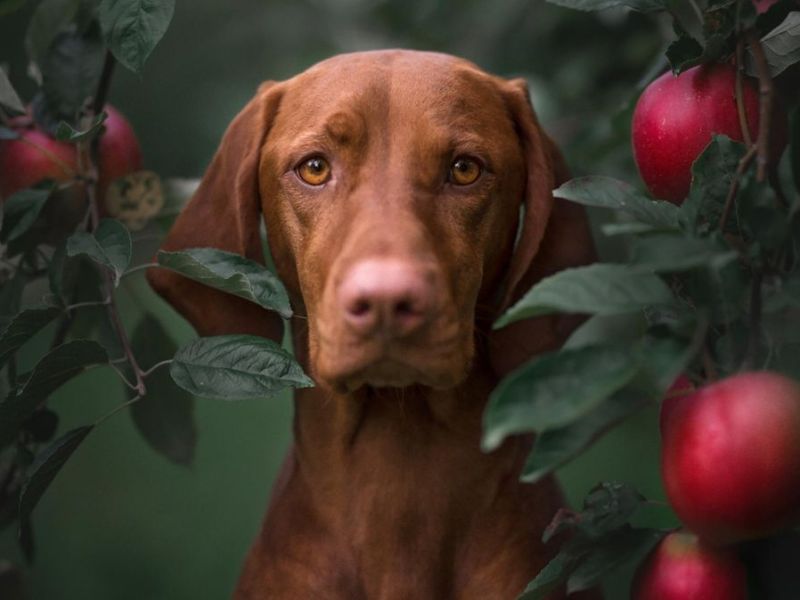 Ungarischer Jagdhund, Magyar Viszla, steht in Apfelplantage und blickt in die Kamera
