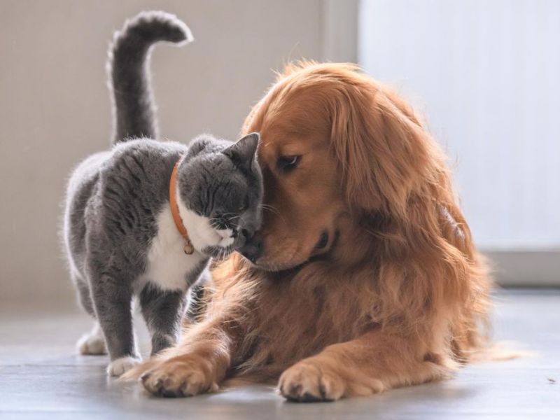 Hunde und Katzen sind manchmal beste Freunde: Dürfen sie ihr Futter teilen?