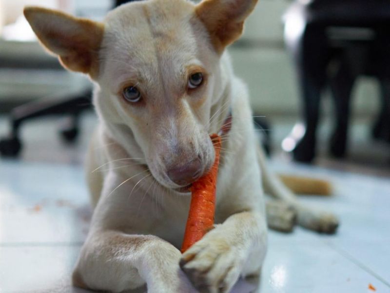 Welches Gemüse dürfen Hunde essen?