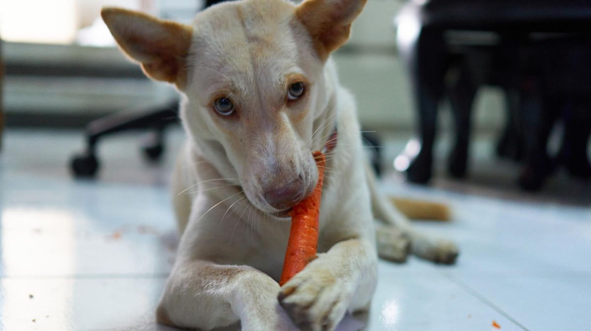 Welches Gemüse dürfen Hunde essen?