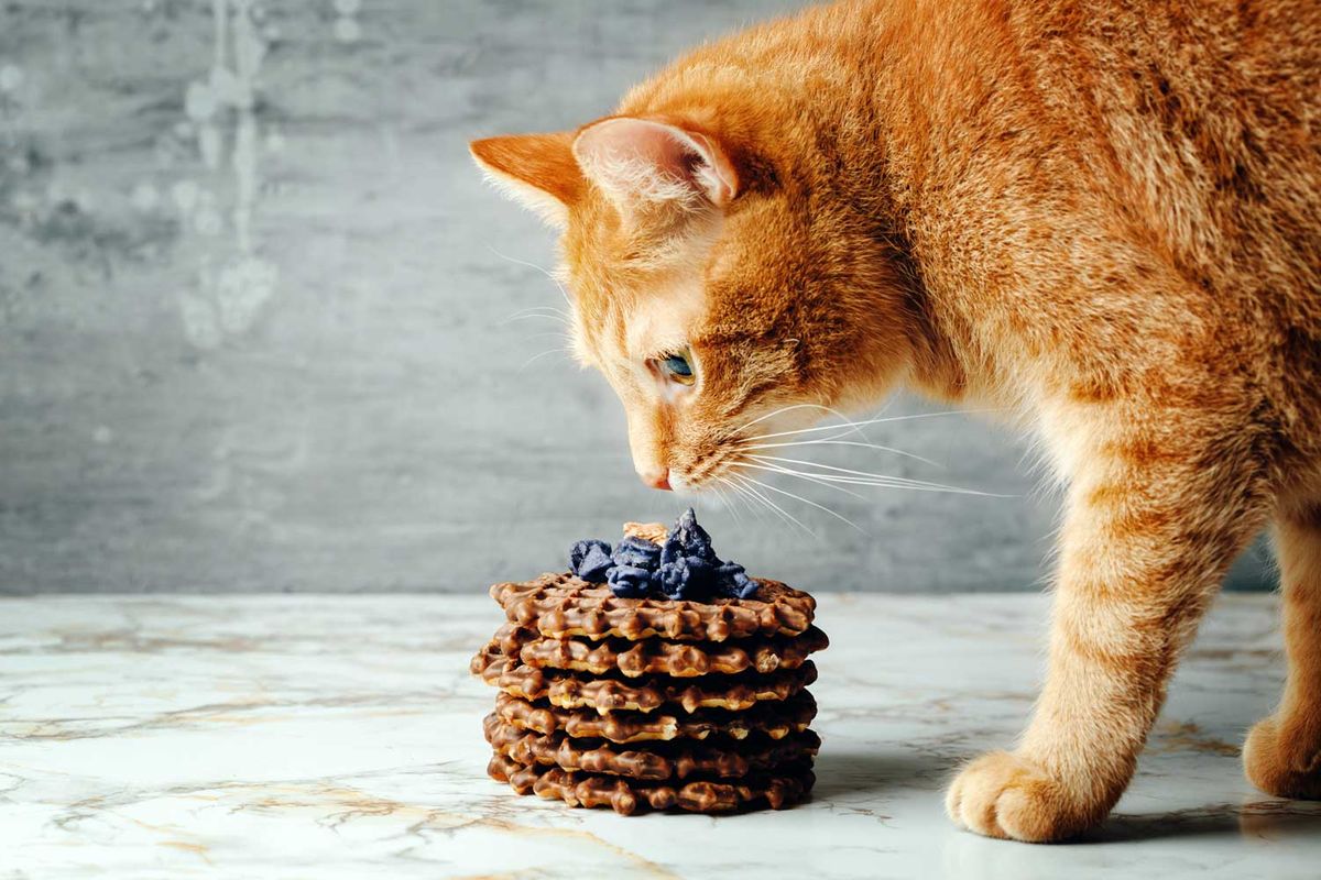 Dürfen Katzen eigentlich Schokolade fressen?