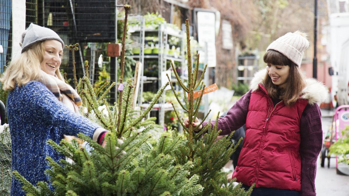 Tipps für den Tannenkauf: So findet ihr den schönsten Weihnachtsbaum